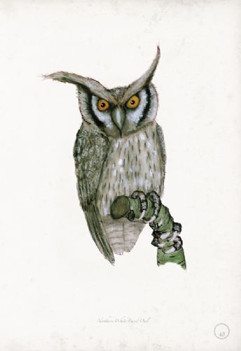 Northern White Faced Owl - artist signed print